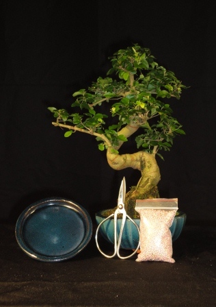 karacsonyi bonsai ajandek csomag a marczika bonsai studio bonsai shopjaban